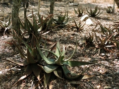 Aloe chabaudii