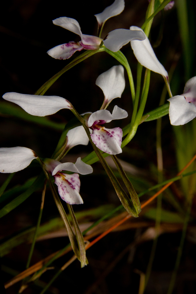 white donkey orchid
