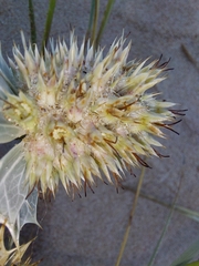 Eryngium maritimum