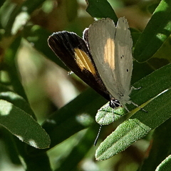 Candalides xanthospilos