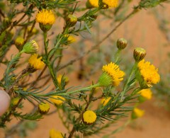 Chrysocoma longifolia