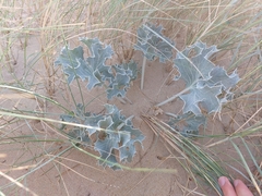 Eryngium maritimum