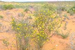 Chrysocoma longifolia