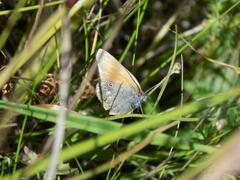 Coenonympha glycerion