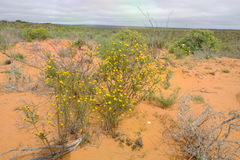 Chrysocoma longifolia