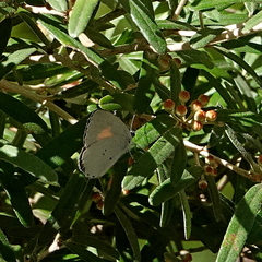 Candalides xanthospilos