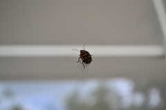 Pachycoris klugii