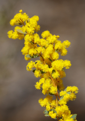 Acacia buxifolia