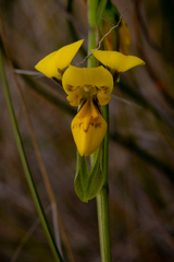 Diuris aurea