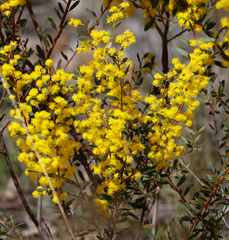 Acacia buxifolia
