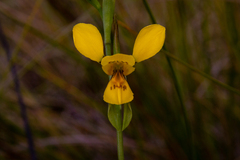 Diuris aurea