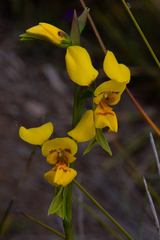 Diuris aurea
