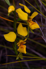 Diuris aurea