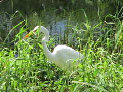 Ardea alba modesta