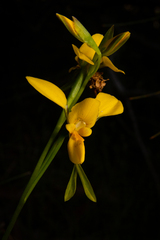 Diuris aurea