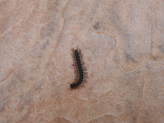 Chondromorpha xanthotricha