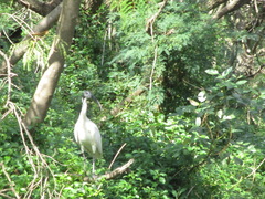 Ardea alba modesta