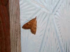 Udea fulvalis