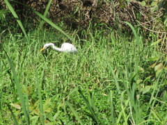 Ardea alba modesta