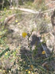 Acacia pulchella