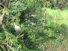 Ardea alba modesta