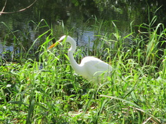 Ardea alba modesta