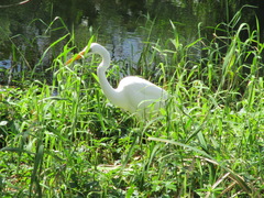Ardea alba modesta