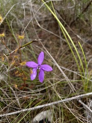 Glossodia minor