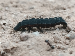 Nyctophila reichii