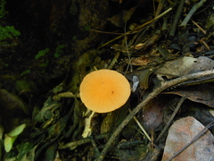 Marasmius cladophyllus