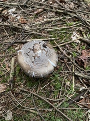 Amanita ceciliae