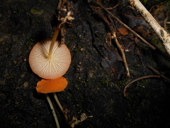 Marasmius cladophyllus