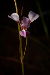 Diuris alba