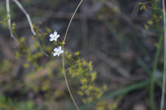 Drosera auriculata