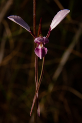Diuris alba