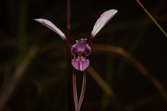 Diuris alba