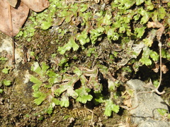 Marchantia