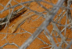 Meroles ctenodactylus