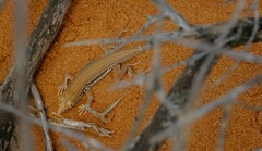 Meroles ctenodactylus