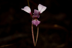 Diuris alba