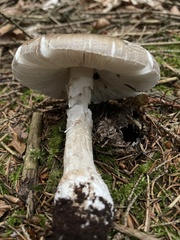 Amanita ceciliae