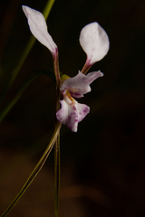 Diuris alba