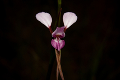 Diuris alba