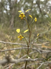 Diuris maculata