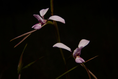 Diuris alba