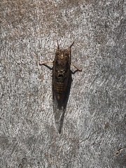 Birrima varians