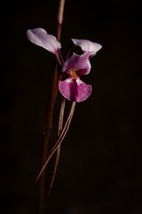 Diuris alba