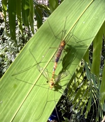 Nephrotoma australasiae