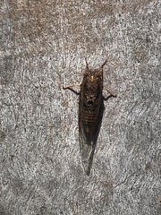 Birrima varians