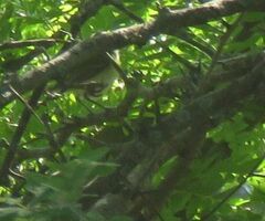 Vireo bellii